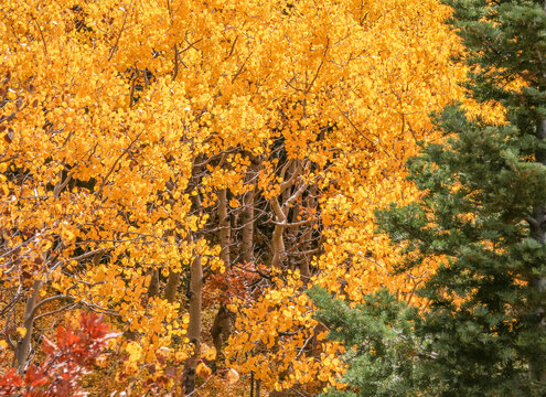 Aspen trees in autumn on Sandia Mountains, Albuquerque, New Mexico