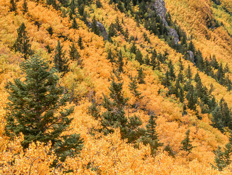 Aspen trees in autumn on Sandia Mountains, Albuquerque, New Mexico