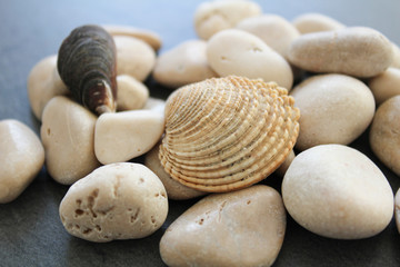 White sea shell with stone on dark background