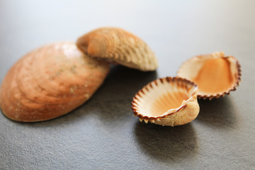 Sea shell on dark background