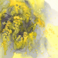 Mimosa flower watercolor