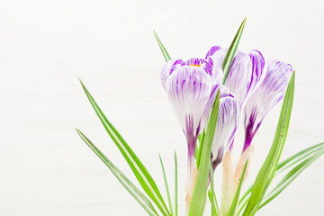 Fototapeta na wymiar Spring lilac and purple crocus in a flowerpot. Green leaves. Spring card.