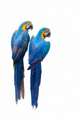 Blue and yellow macaw, Beautiful bird isolated on branch with white background.