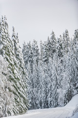 Obraz premium Road in forest in winter