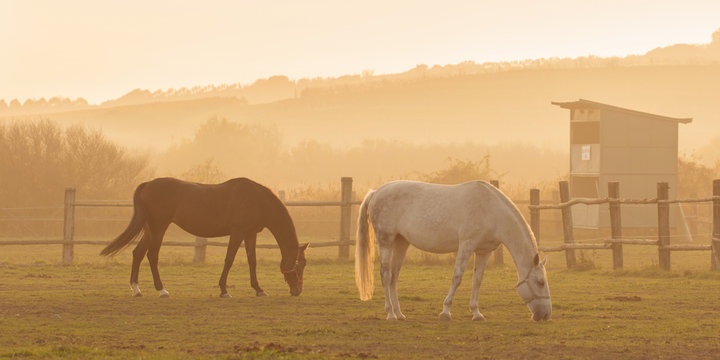 two horses in sunset