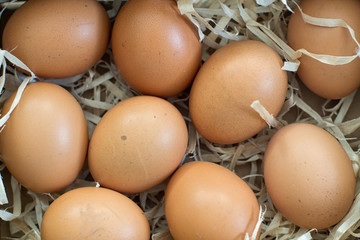 Fresh organic eggs on straw