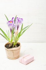 Spring lilac and purple crocus in a flowerpot. Green leaves. Spring card.