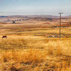   in south africa  land bush      and tree