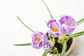 Spring lilac and purple crocus in a flowerpot. Green leaves. Spring card.