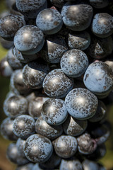 Closeup of a bunch of red wine grapes