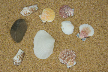 sand & shells