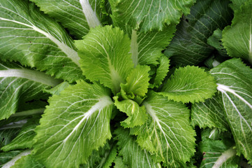 Chinese cabbage or vegetable that grows in the soil in the stage of forming heads