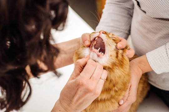 veterinarian checks teeth to a cat.