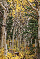 Fototapeta premium Aspen trees in fall on Sandia Mountains, New Mexico