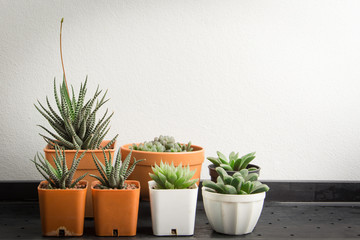 Fototapeta premium cactus succulent in pot and white wall background