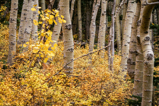 Aspen trees and ground cover in autumn on Sandia Mountains, Albuquerque, New Mexico