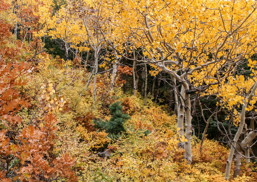 Aspen trees and ground cover in autumn on Sandia Mountains, Albuquerque, New Mexico