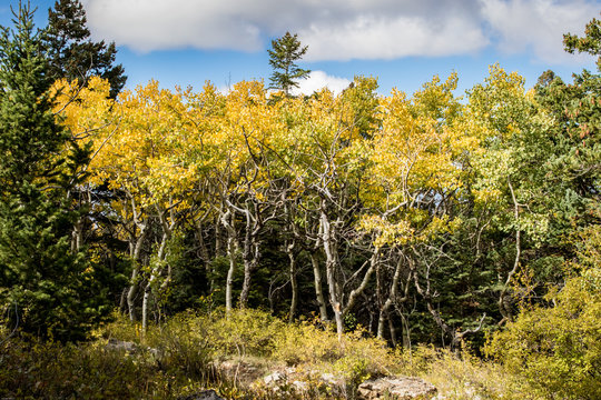 Aspen trees in fall on Sandia Mountains, New Mexico