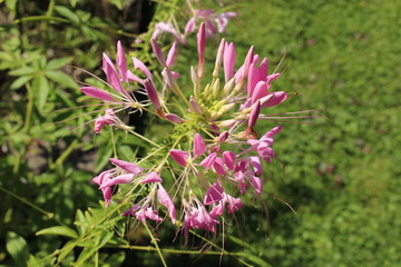 "Spider Plant" flowers in St. Gallen, Switzerland. Its Latin name is Cleome Spinosa, native to South America.