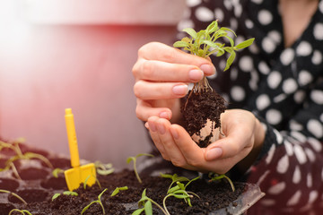 The hand of a young woman are planting the seedlings into containers with the soil.