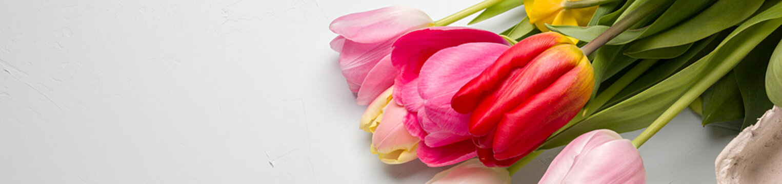 Fototapeta Bouquet of spring tulips closeup on a light blue background, border design panoramic banner 