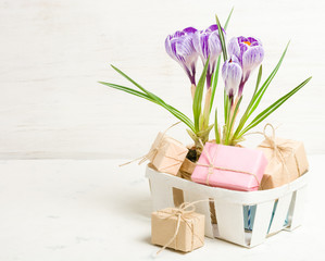 Spring lilac and purple crocus in a flowerpot. Green leaves. Spring card.