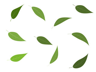 Vector illustration set of green tree leaves