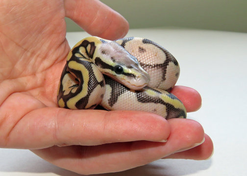  A newly hatched royal python  
