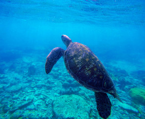 Obraz premium Sea turtle in blue water by coral reef, Philippines, Apo island. Olive ridley turtle in blue sea