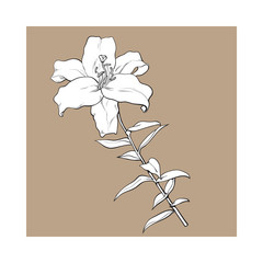 Single hand drawn white lily flower with stem and leaves, front view, sketch vector illustration isolated on brown background. Realistic hand drawing of white lily, wedding flower, symbol of love
