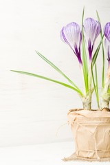 Spring lilac and purple crocus in a flowerpot. Green leaves. Spring card.