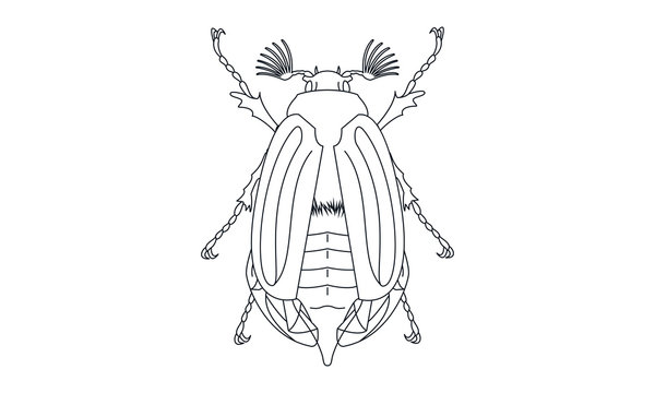 Pictogram - Chafer, Cockchafer, Maybug, May beetle, Bug, Insect - Object, Icon, Symbol
