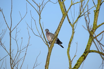 Wildtaube im Baum