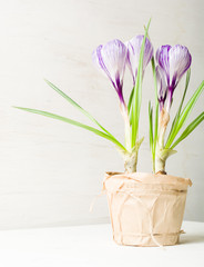 Spring lilac and purple crocus in a flowerpot. Green leaves. Spring card.
