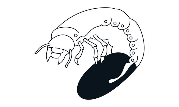 Pictogram - Chafer, Cockchafer, Maybug, May beetle, Bug, Insect - Object, Icon, Symbol