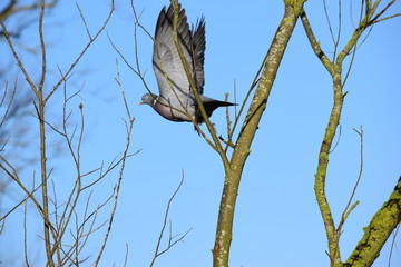 Taube im Flug