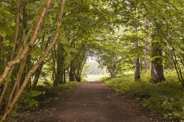 Summer green forest