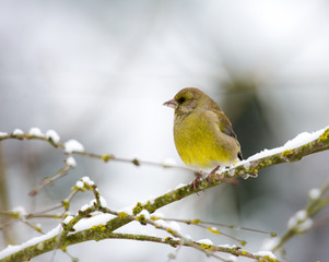 European greenfinch bird sitting on a snow covered tree