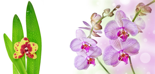 two pink orchids and empty space for text
