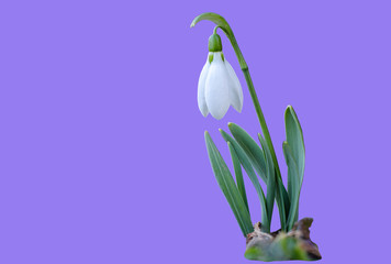 Obraz premium Snowdrop on purple background. Clipping path included.