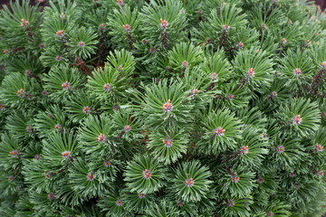 dense plex of fir branches close-up