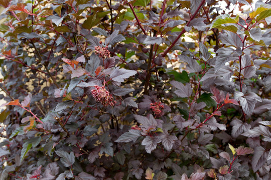 twigs and buds of physocarpus with red leaves
