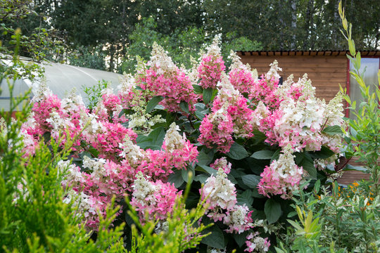 hydrangea bush with pink caps of flowers