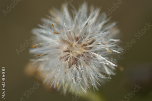 Fleur Pissenlit Stock Photo And Royalty Free Images On