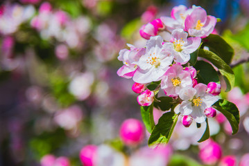 Flowers of apple. Bright spring background.