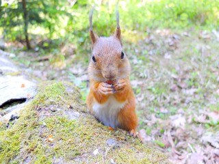 Cute squirrel eating a nut closeup