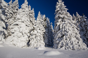 Wintertraum
