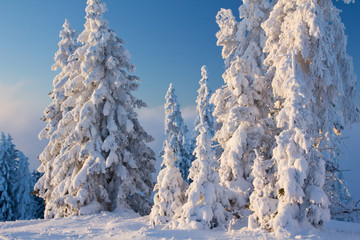 Blaue Stunde am Berg