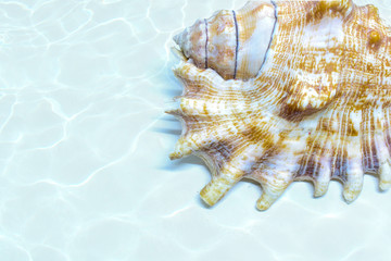 sea shell corner