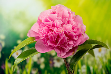 Flowers - Camellia